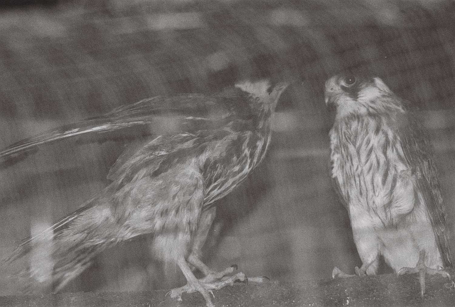 , Yevgenia Belorusets