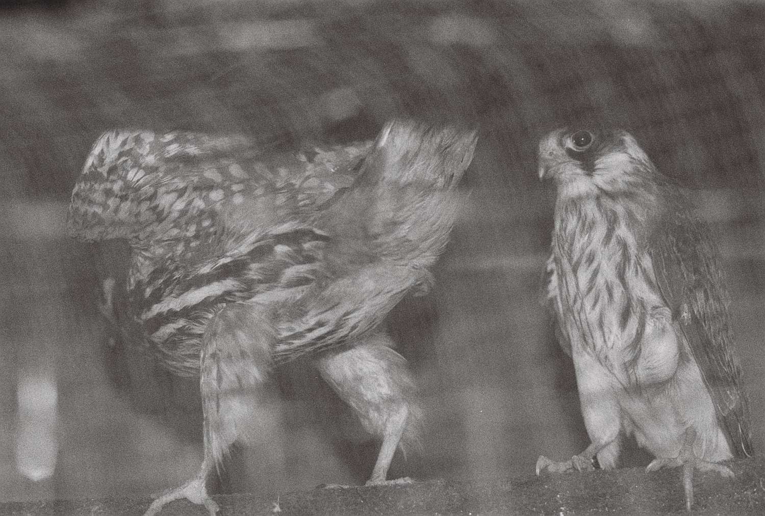 , Yevgenia Belorusets