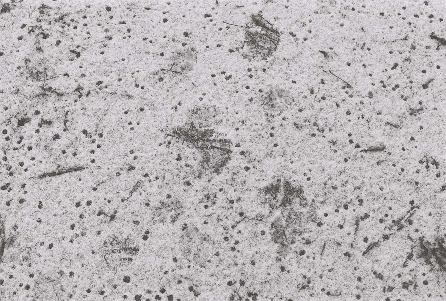 , Yevgenia Belorusets