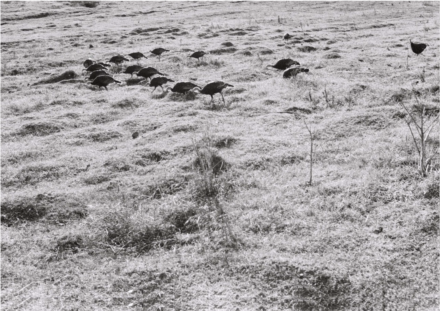 , Yevgenia Belorusets