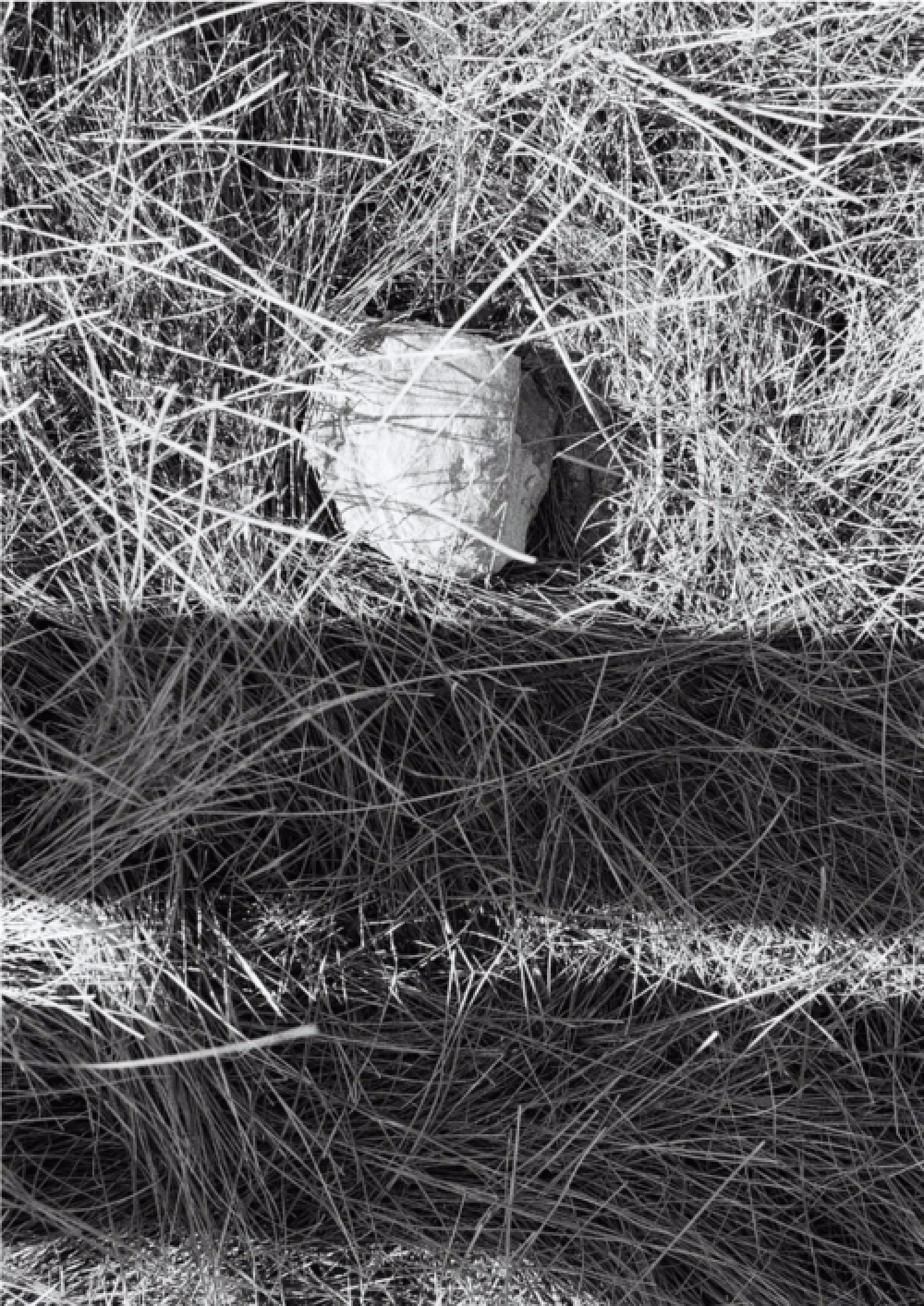 , Yevgenia Belorusets