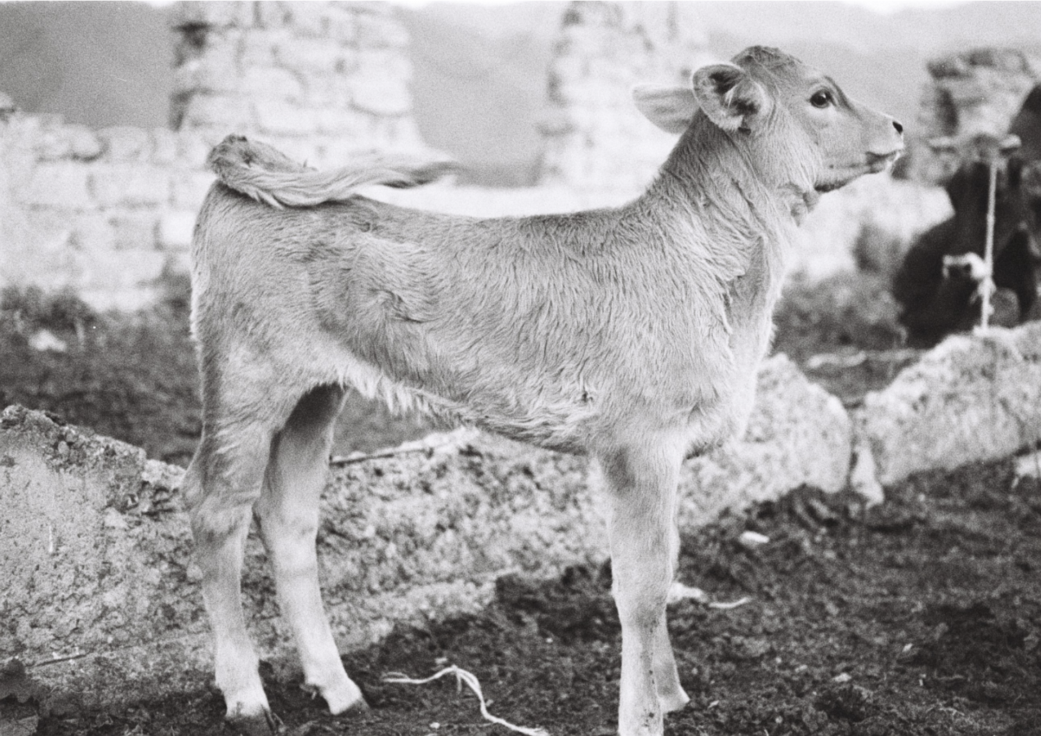 , Yevgenia Belorusets