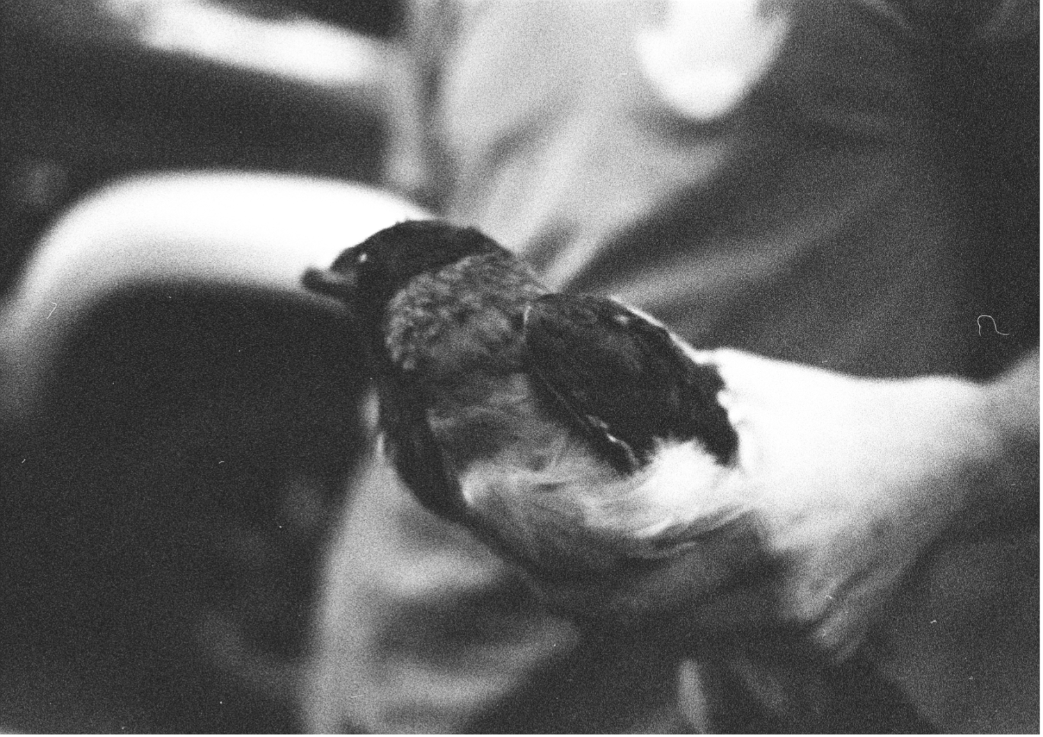 , Yevgenia Belorusets