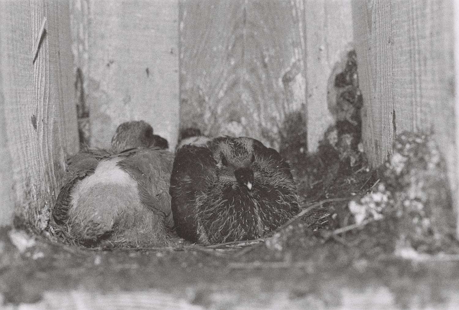 , Yevgenia Belorusets