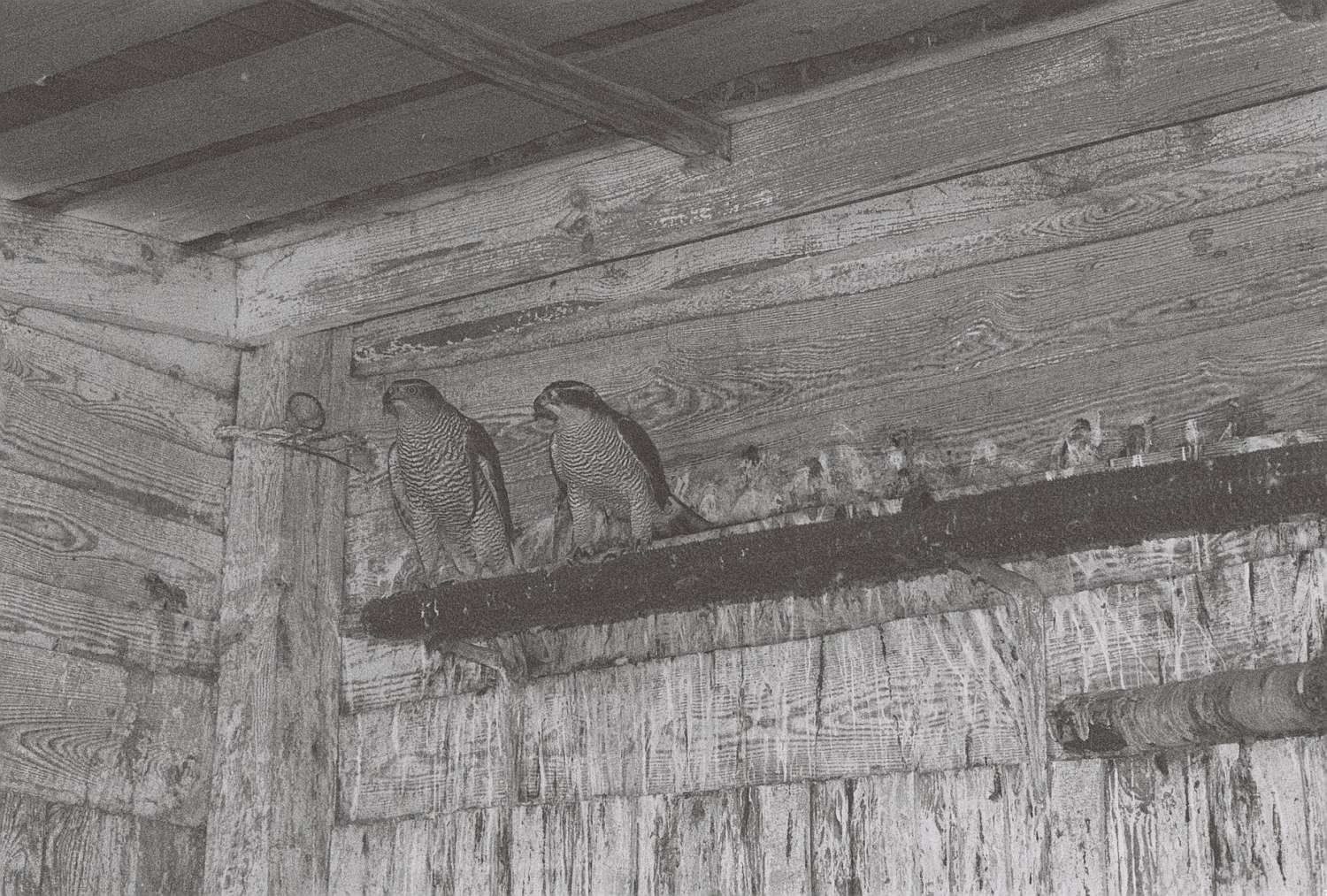 , Yevgenia Belorusets