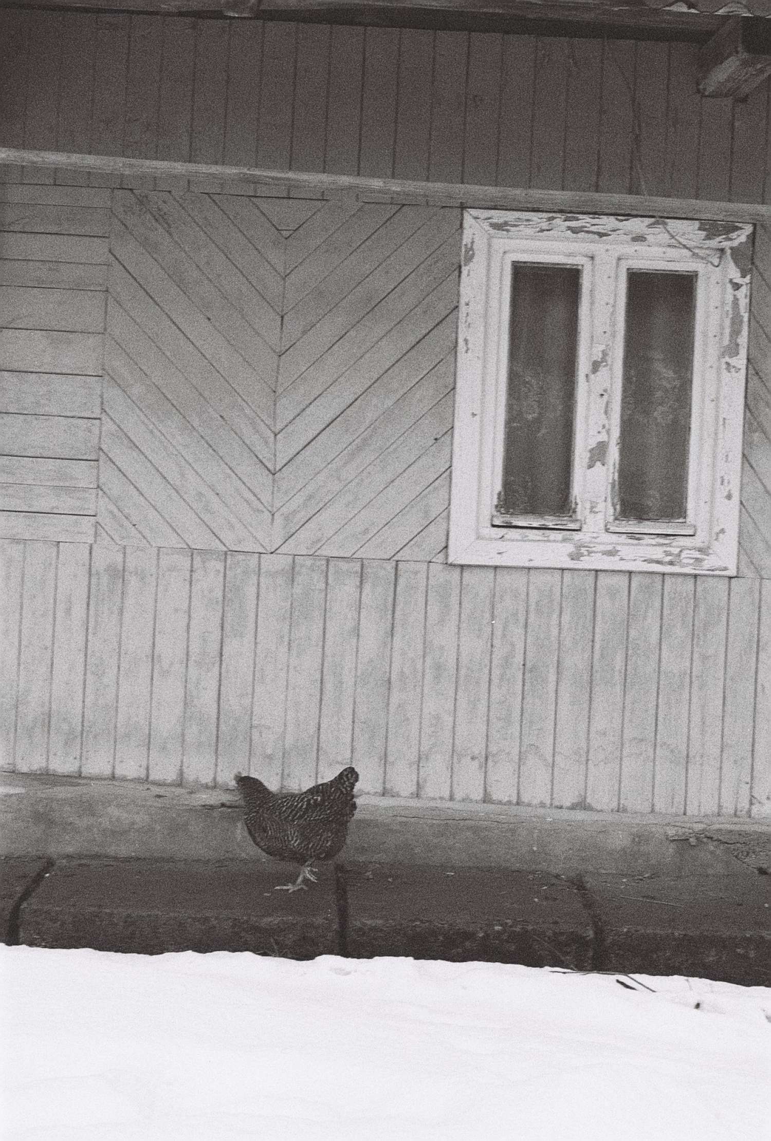 , Yevgenia Belorusets