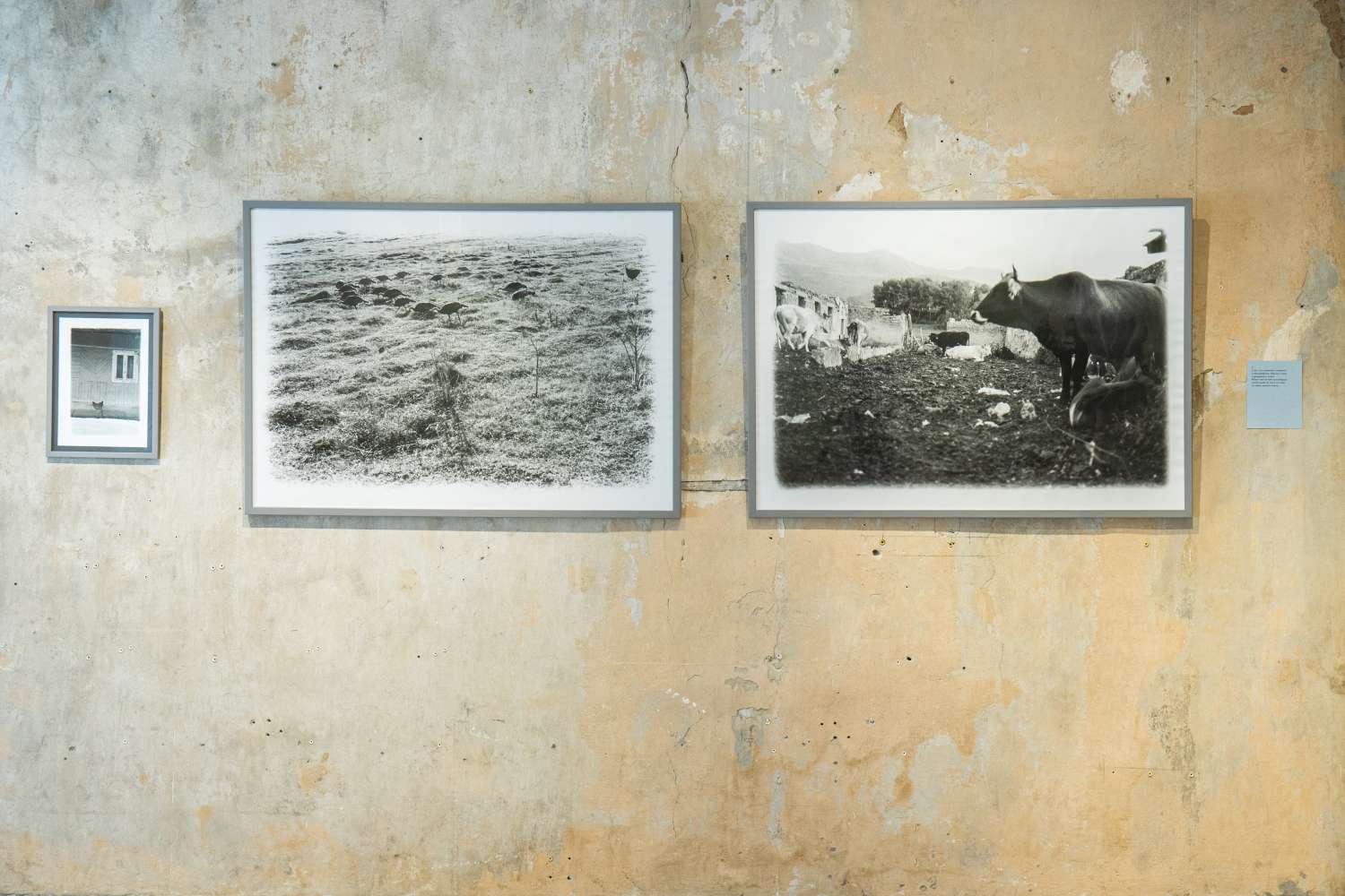 Pets' Corner. Photo 2