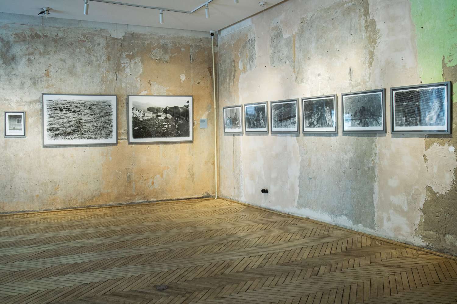 Pets' Corner. Photo 1