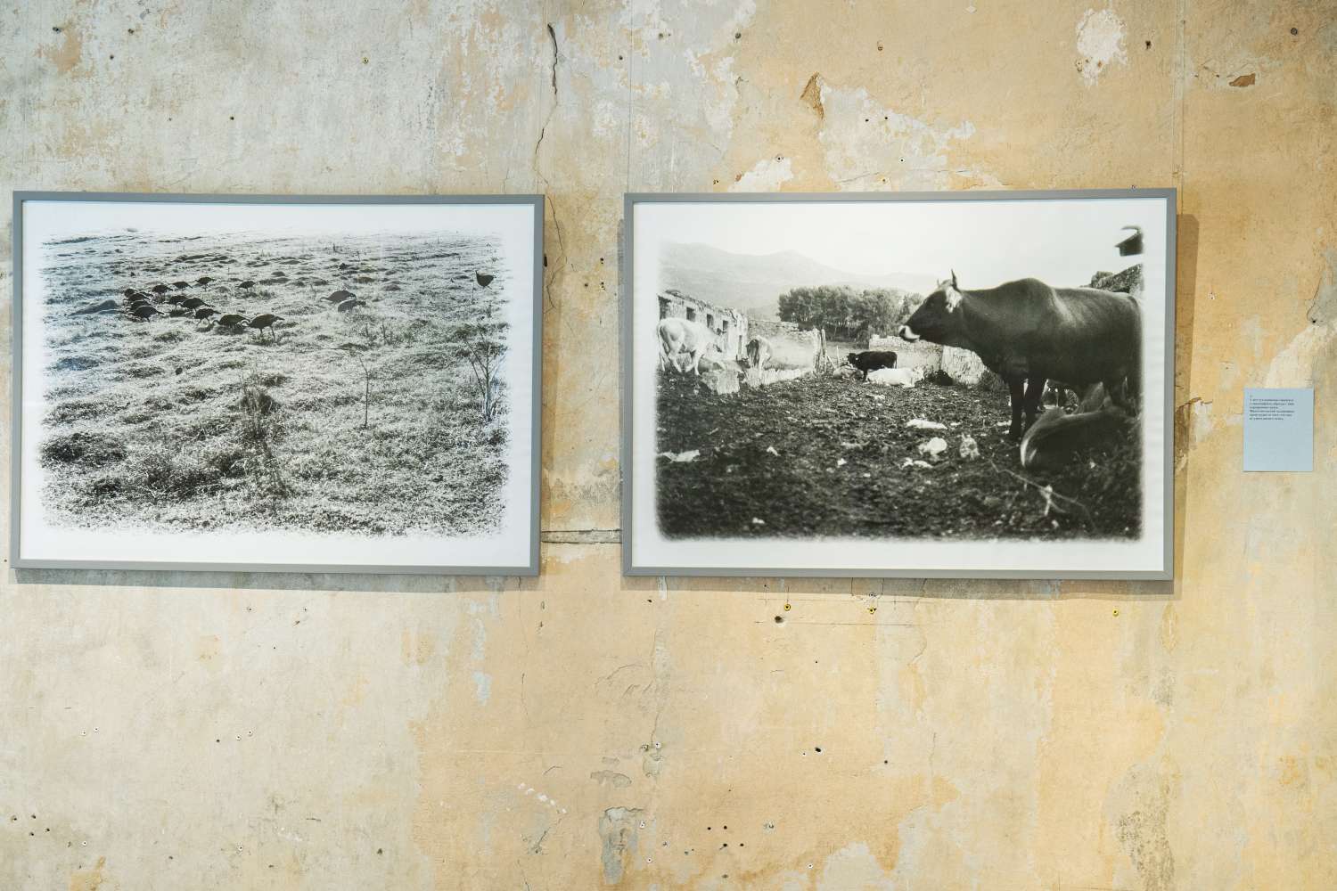 Pets' Corner. Photo 4