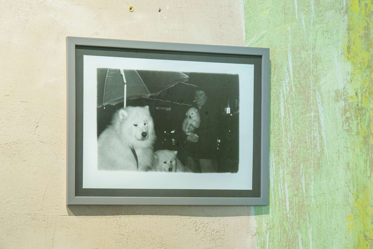 Pets' Corner. Photo 11