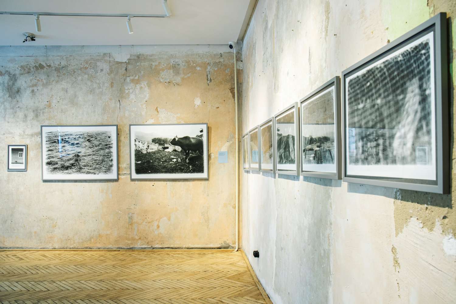 Pets' Corner. Photo 12