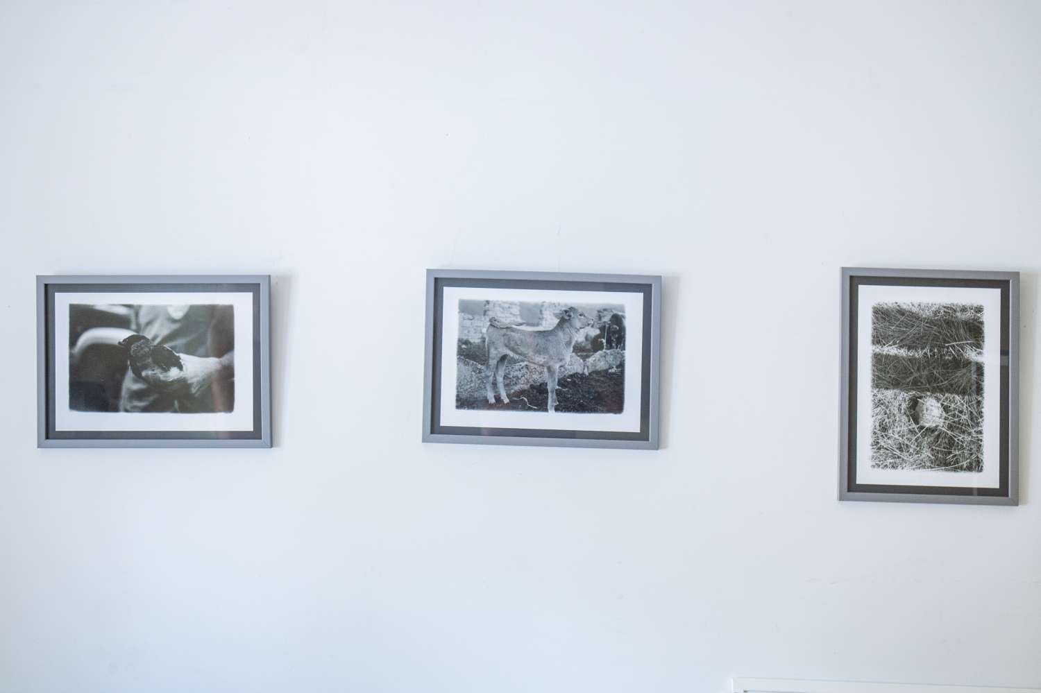 Pets' Corner. Photo 13