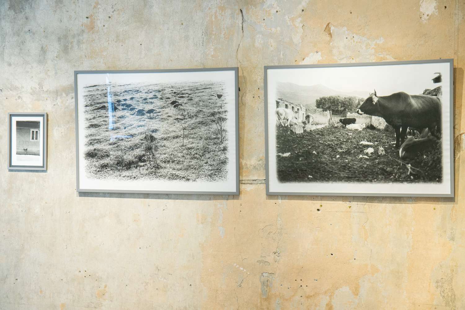 Pets' Corner. Photo 14