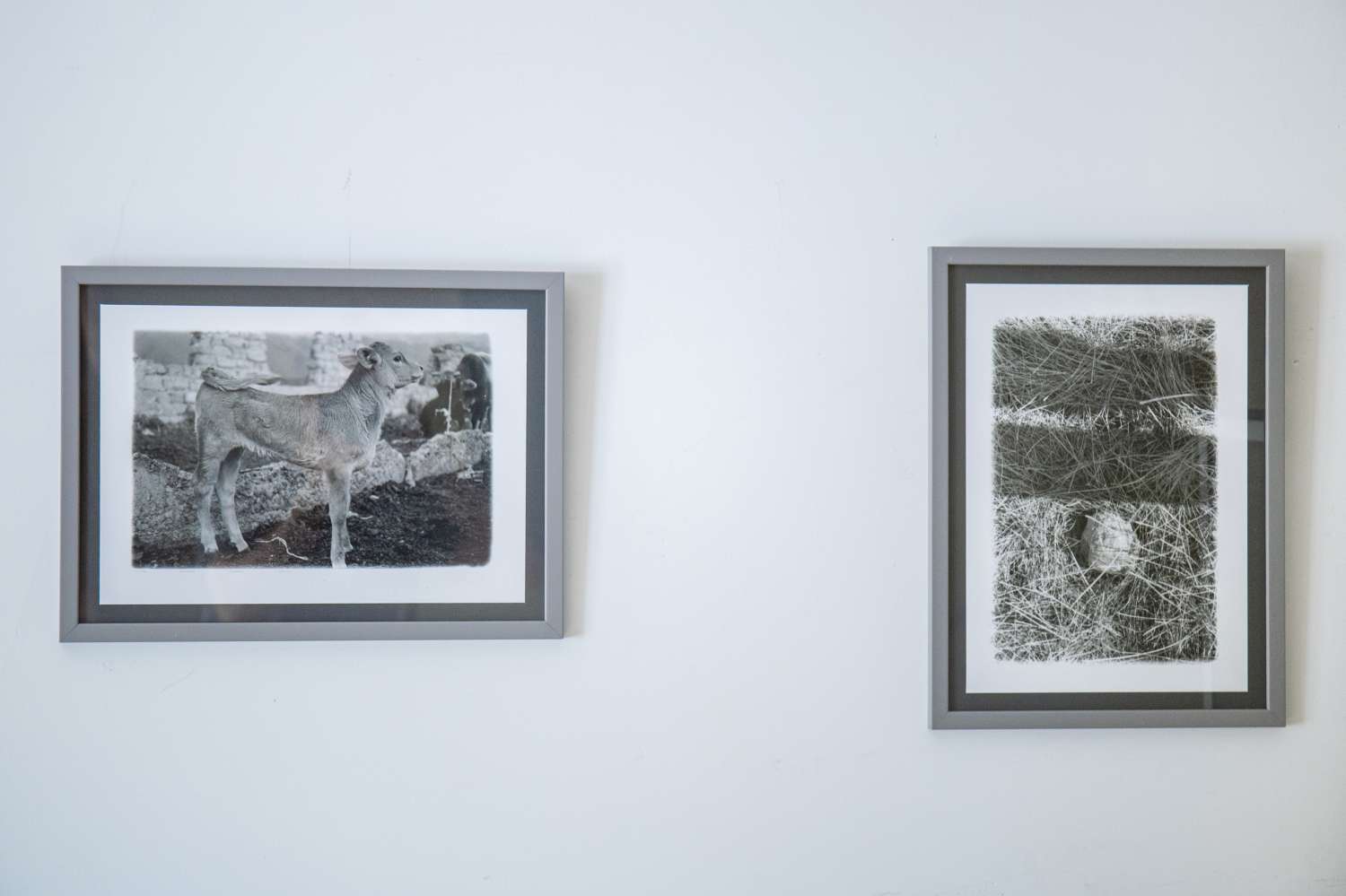 Pets' Corner. Photo 15