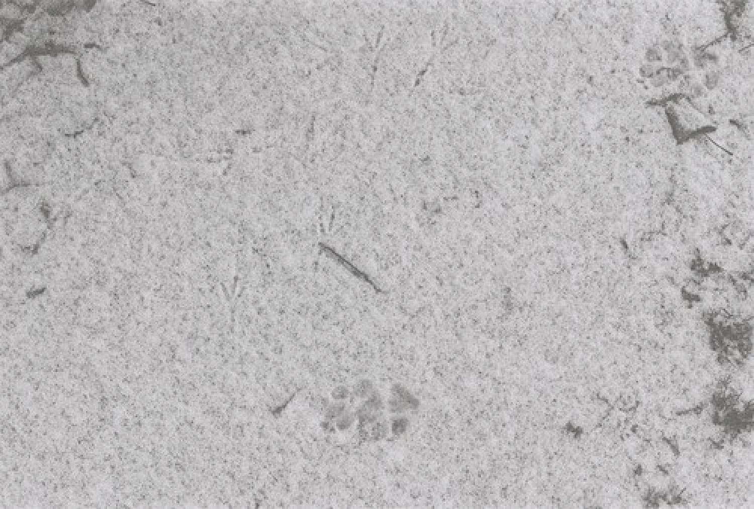 , Yevgenia Belorusets