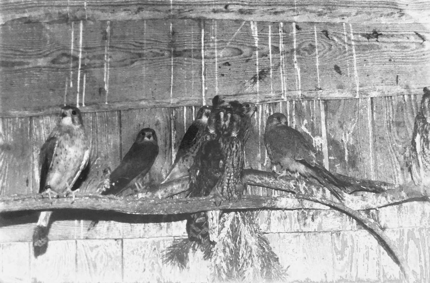 , Yevgenia Belorusets