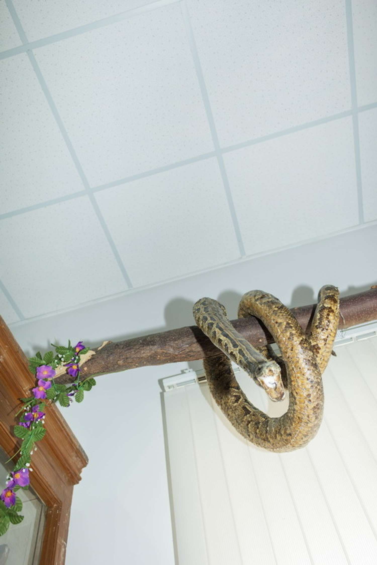 , Елена Субач