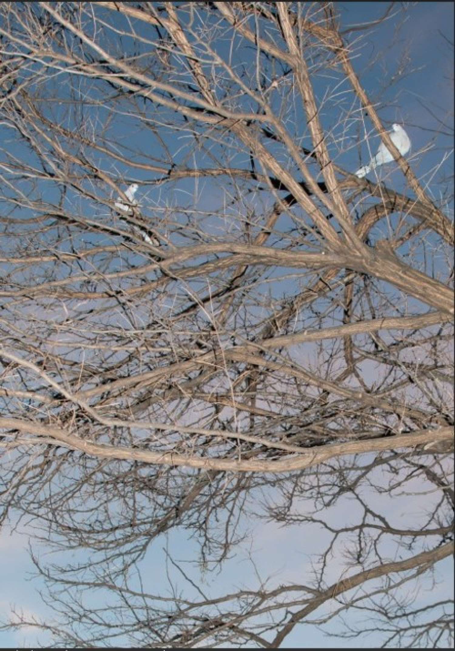 , Елена Субач