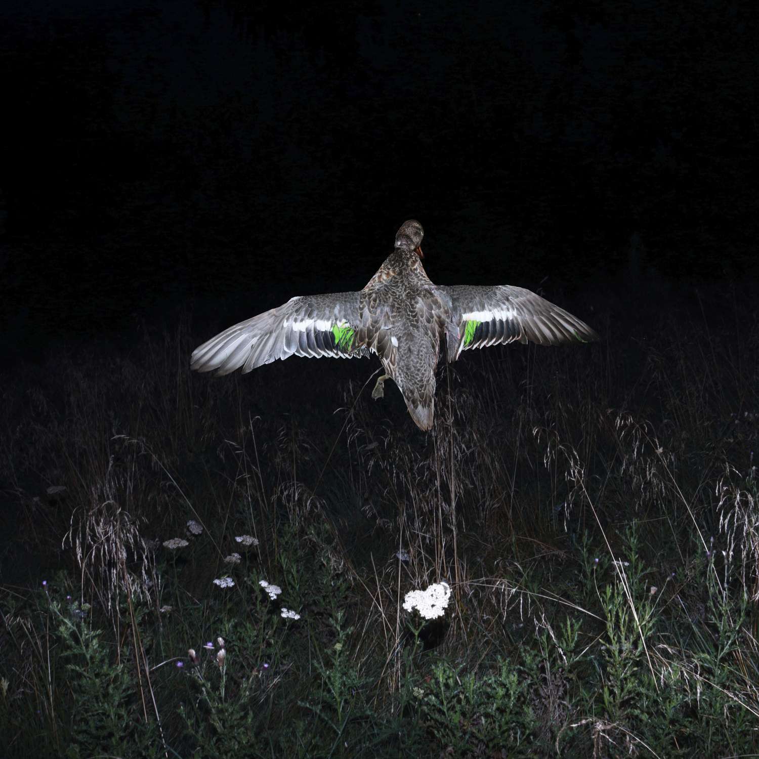 , POP-UP SHOW BY ELENA SUBACH + VIKTORIIA VITRENKO’S VINYL ALBUM PRESENTATION